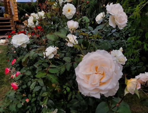 Укрытие роз спанбондом. Скоро зима. Кто согреет наши РОЗЫ?