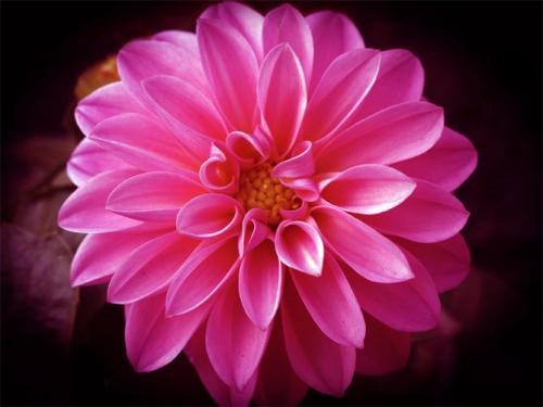 Георгин корень. Описание растения