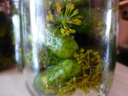 Маринованные корнишоны, как магазинные с уксусом. Рецепт приготовления хрустящей закуски на зиму