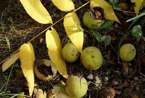 Выращивание черного ореха из плода. Польза плодов черного ореха