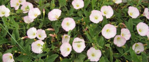 Картошка без сорняков. Гербициды для картофеля