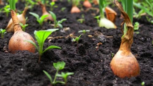 Почему нельзя сажать лук после овса. Что можно сажать после лука на следующий год