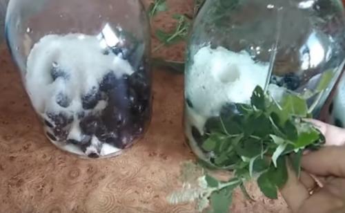 Консервирование компота из слив. Простой рецепт сливового компота без стерилизации