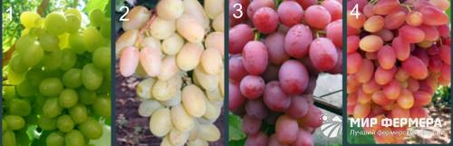 Кинельский виноград каталог. Кинельский виноград