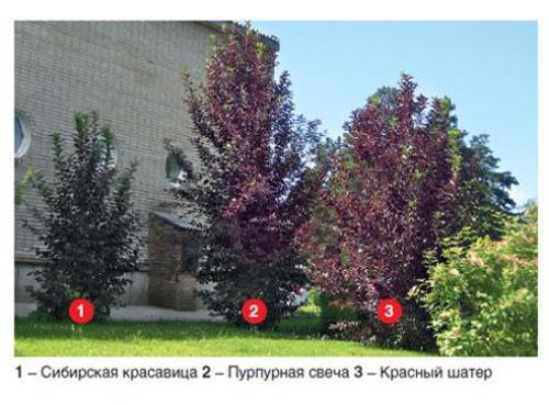 Корневая система черемухи. Достоинства черемухи 08 Корневая система черемухи. Достоинства черемухи 08