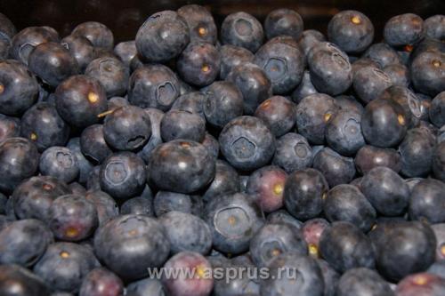 Плантации голубики в украине. Голубика высокорослая (Vaccinium corymbosum)