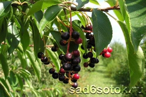 Растет ли черемуха в крыму. Где растет черемуха