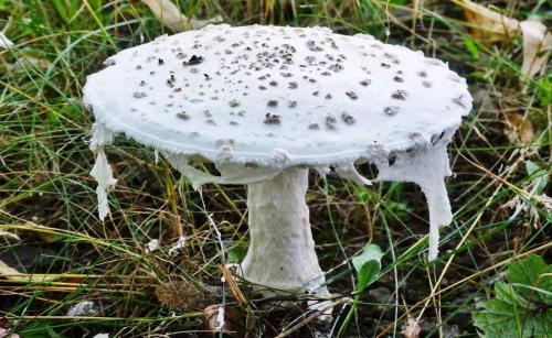 Луговые грибы ядовитые. ТОП-10 Ядовитых Грибов России 01