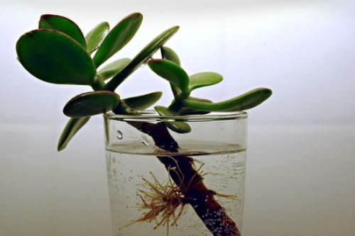 Пересадка денежного дерева по лунному календарю 2019. Пересадка денежного дерева: пошаговая инструкция