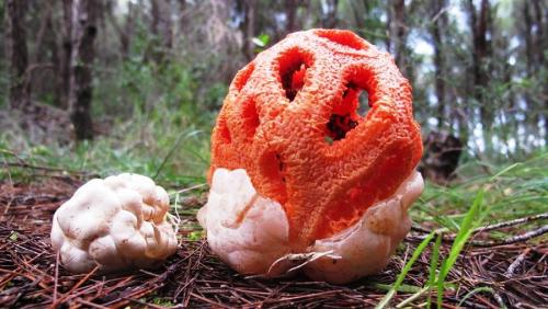 Луговые грибы ядовитые. ТОП-10 Ядовитых Грибов России 07