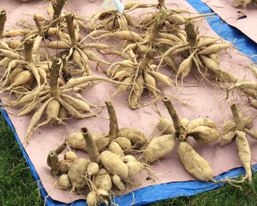 Размножение георгинов клубнями. Размножение георгин 02 Размножение георгинов клубнями. Размножение георгин 02