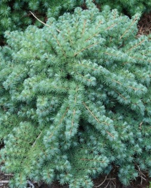 Лиственница тонкочешуйчатая пендула. Популярные виды лиственницы 05