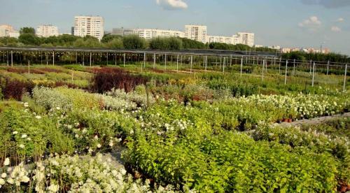 Виноград в самарской области сорта. Сорта винограда для виноделия 01