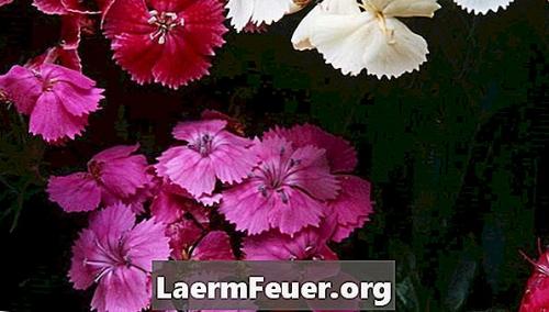 Когда пересаживать гвоздику многолетнюю. Семенное размножение 01 Когда пересаживать гвоздику многолетнюю. Семенное размножение 01