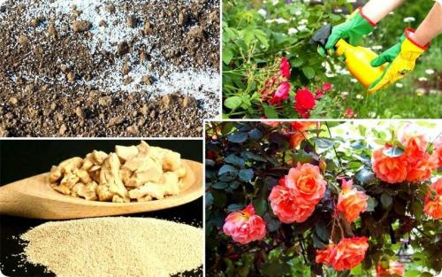 Подготовка роз к зиме. Подготовка розы к зиме в саду и на даче – главные правила ухода за кустами