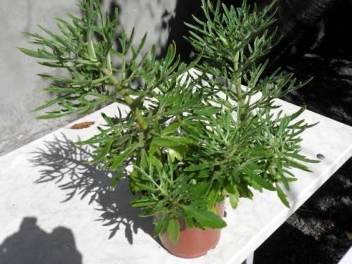 Ложные грибы оленьи рожки. 01