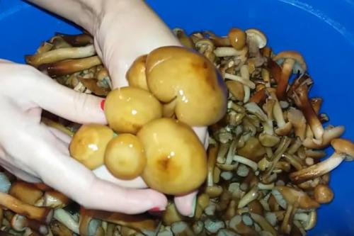 Опеньки на зиму. Опята маринованные на зиму в банках с уксусом