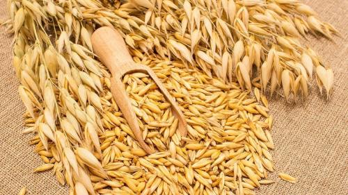 Когда сеять овес на зерно. Как подготовить семена овса для посева, посадить их правильно и вырастить богатый урожай