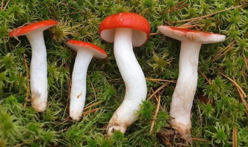 Луговые грибы ядовитые. ТОП-10 Ядовитых Грибов России 06