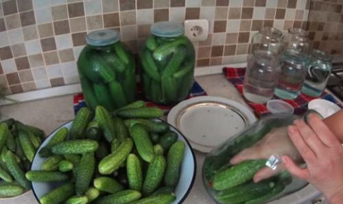 Как засолить огурцы в 3х литровой банке. Засолка хрустящих огурцов на зиму холодным способом рецепты на трехлитровую банку