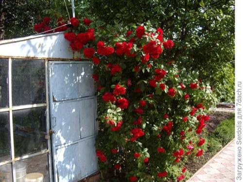 Деревянная пергола для роз. Шпалера, арка для розы или мини-пергола