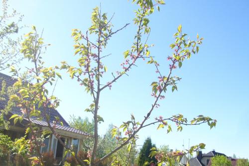 Сорта абрикоса для западной беларуси. Белорусские абрикосы, какие они?