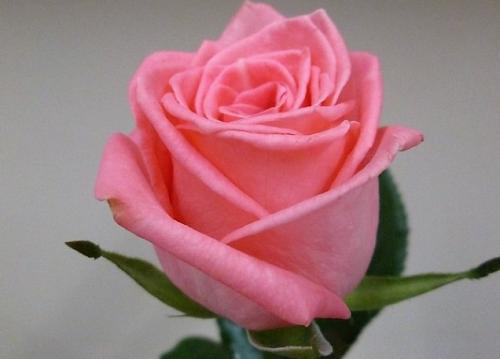 Роза кустовая сорта срезка. Чайно-гибридные розы. Сорта роз