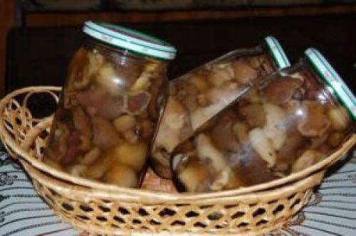 Как мариновать грибы маслята. Маринованные маслята – 9 самых вкусных рецептов, как мариновать грибы маслята