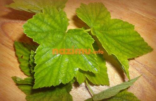 Консервация корнишонов без стерилизации. Шаги