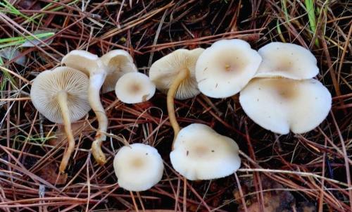 Луговые грибы ядовитые. ТОП-10 Ядовитых Грибов России 03