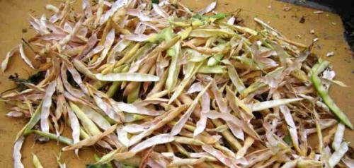 Створки фасоли при панкреатите. В каком виде употребляется фасоль при панкреатите