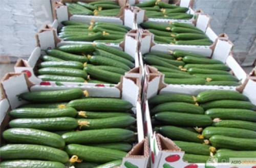 Как на зиму сохранить свежие огурцы. Как сохранить огурцы свежими на месяц и больше 05