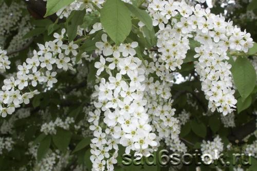 Растет ли черемуха в крыму. Где растет черемуха