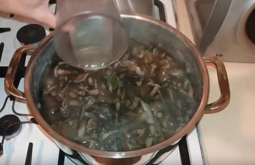 Опеньки на зиму. Опята маринованные на зиму в банках с уксусом
