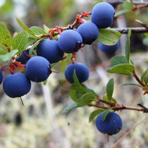 Какие ягоды в лесу растут осенью. Съедобные ягоды в лесу 05