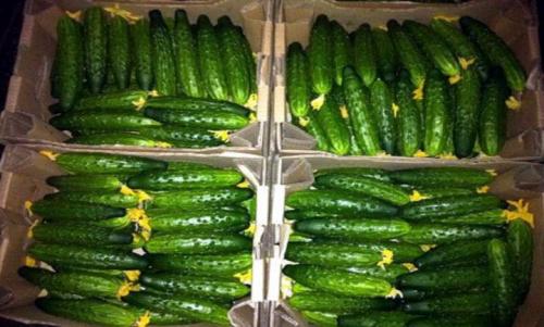 Как заморозить огурцы на зиму. Как заморозить огурцы: правила и полезные советы +Фото и Видео процессов
