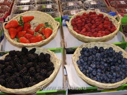 Плантации голубики в украине. Голубика высокорослая (Vaccinium corymbosum)