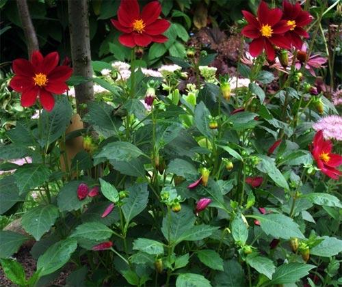 Георгин корень. Описание растения