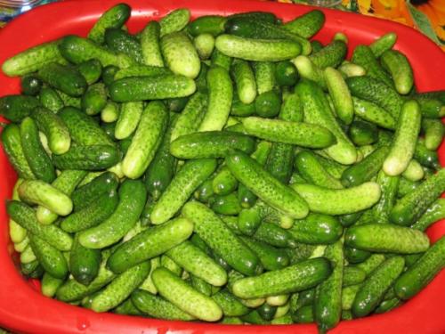 Корнишоны соленые на зиму. Выбор и подготовка ингредиентов