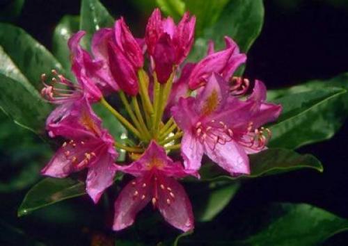 Рододендрон таблетки. Рододендрон — лечебные свойства и противопоказания