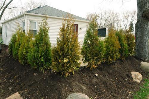 Почему туя сохнет в горшке. Почему желтеет и сохнет туя и как с этим бороться