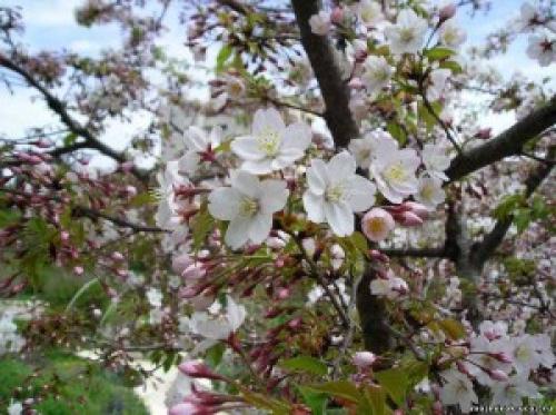 Черемуха плоды. Описание черемухи обыкновенной