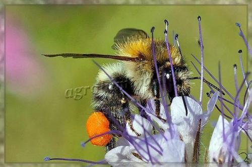 Самосев Фацелии. Достоинства и недостатки Фацелии