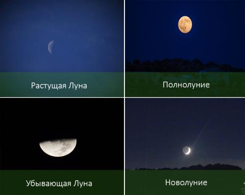 Лунный календарь для комнатных растений 2019. 