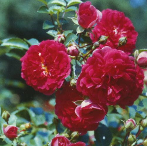 Мелкоцветковые розы сорта. 