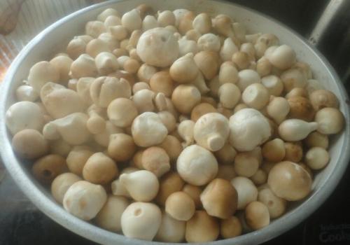 Маринованные лесные грибы быстрого приготовления. Лесные грибы (дождевики) –, как замариновать на зиму?