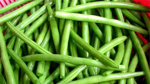 Створки фасоли обыкновенной. Польза стручков фасоли: как правильно собрать, заготовить и сделать целебный напиток