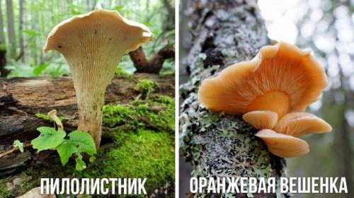 Почему вешенки горчат. Почему горчат вёшенки