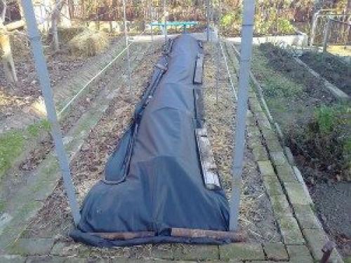 Укрытие винограда опилками. Чем укрывать лозу?