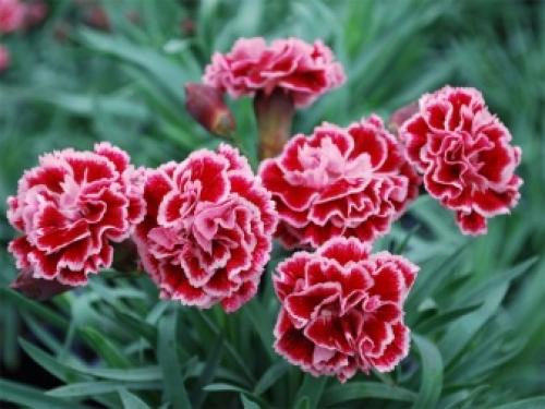 Когда пересаживать гвоздику многолетнюю. Семенное размножение 03 Когда пересаживать гвоздику многолетнюю. Семенное размножение 03